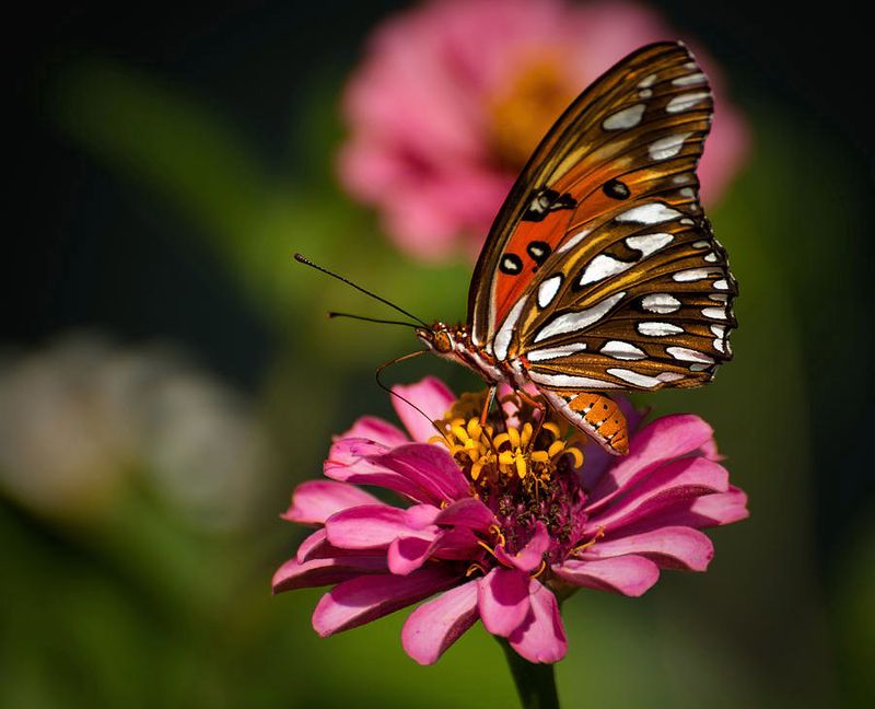 They Attract Many Types Of Pollinators