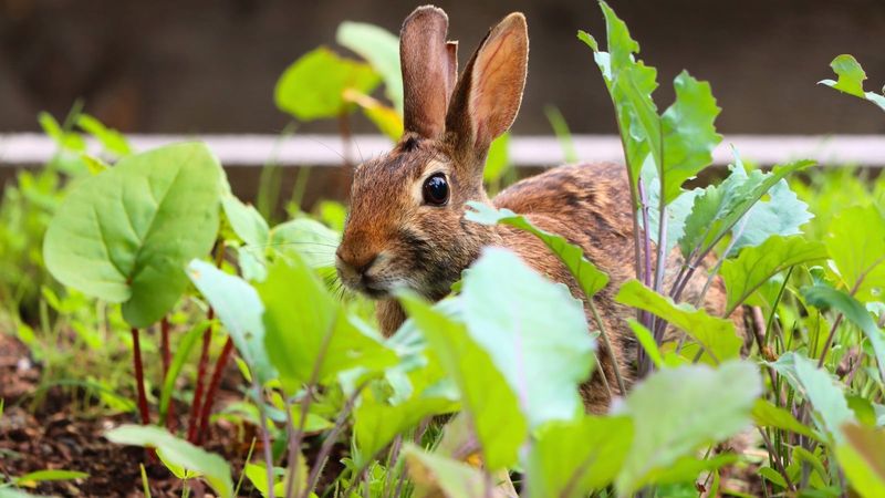 They Prefer Early Growth And Seedlings
