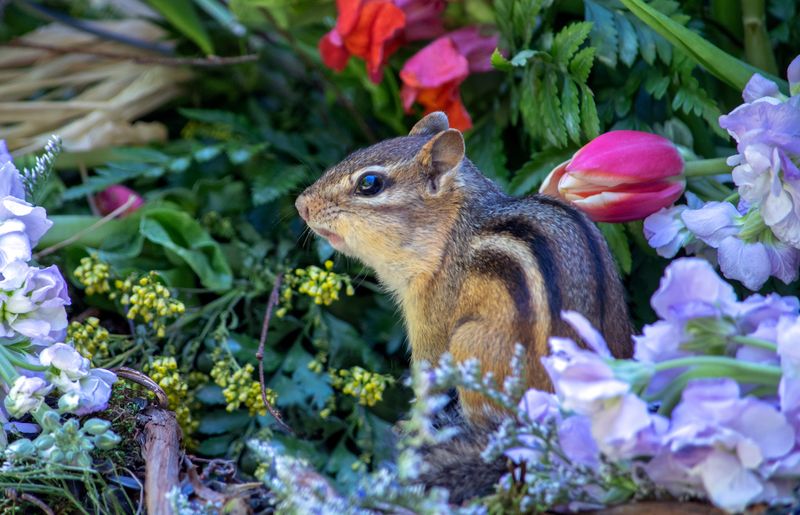 Garden Beds Are Easy Digging Spots