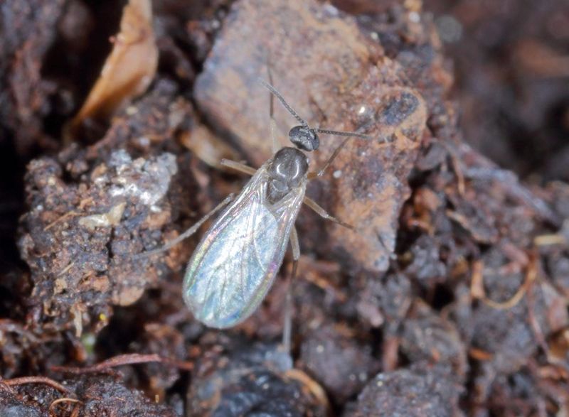 They Are Most Common In Late Winter And Early Spring