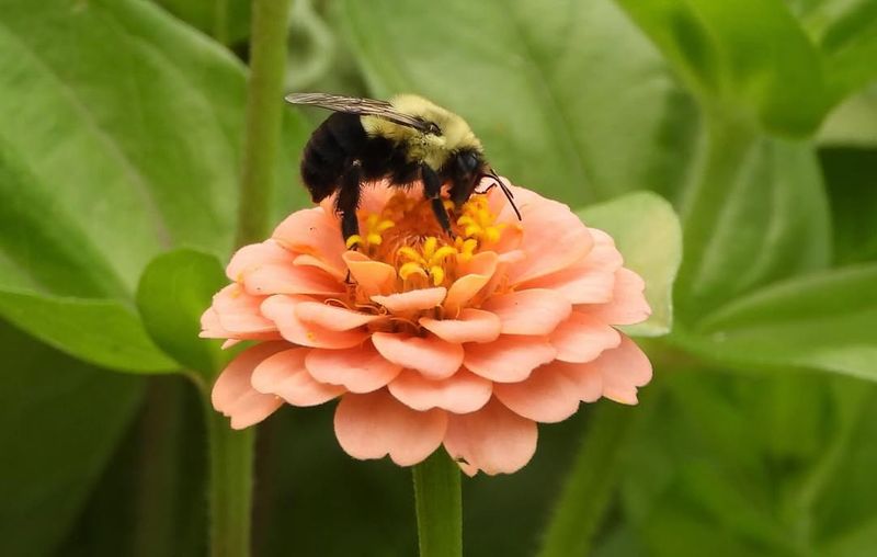 They Encourage More Pollinator Activity In The Garden