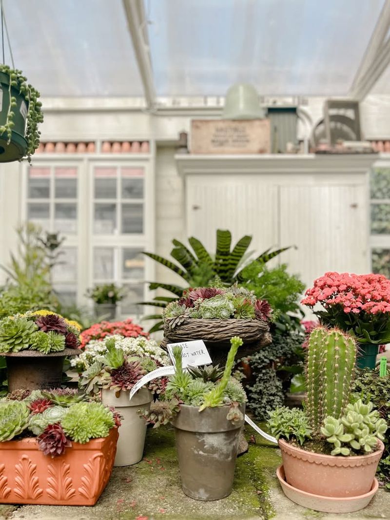 They Grow Well In Pots