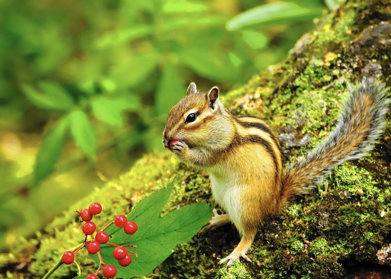 They Are Searching For Fresh Spring Food