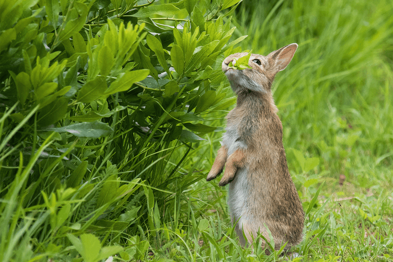 Dawn And Dusk Are Peak Feeding Times