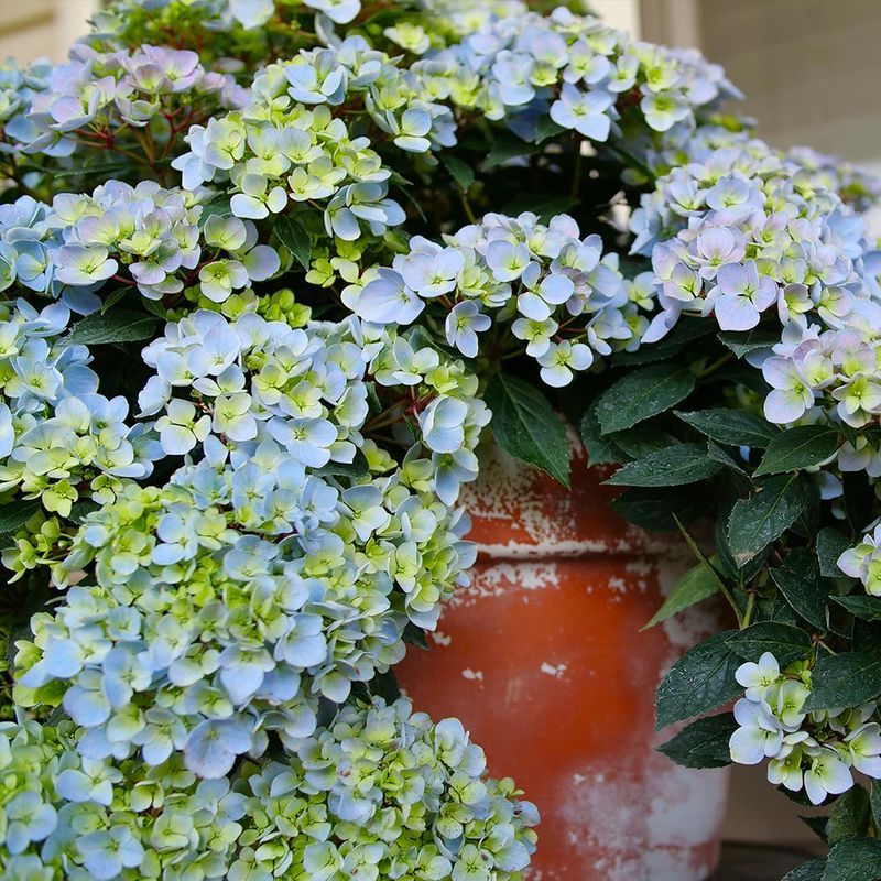Cascade Hydrangeas Add Long Lasting Summer Color