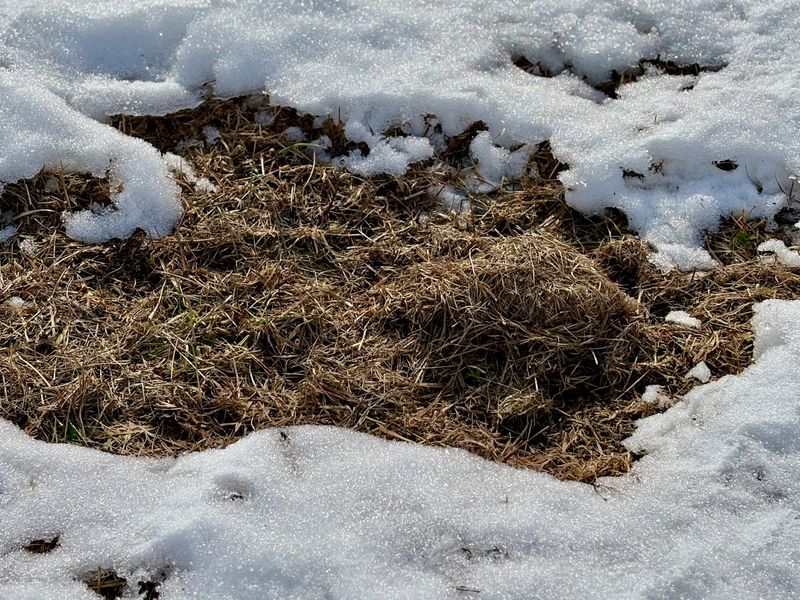 Hidden Winter Tunnels Become Visible After Snow Melt