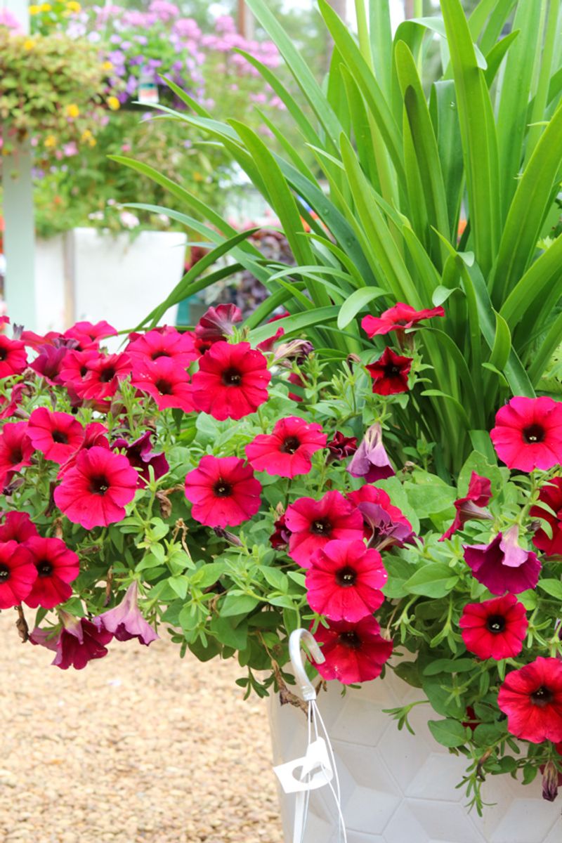 They Love Sunny Porch Conditions