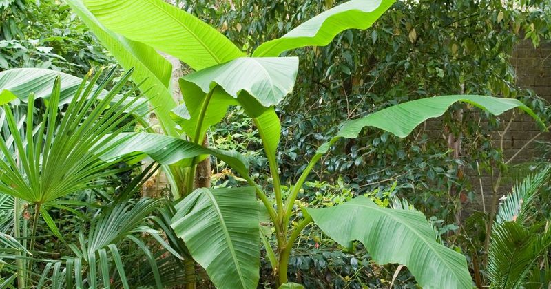 They Are Grown For Foliage, Not Reliable Fruit Production