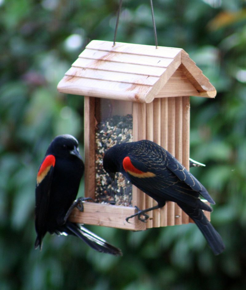 A Sign To Prepare Your Bird-Friendly Garden