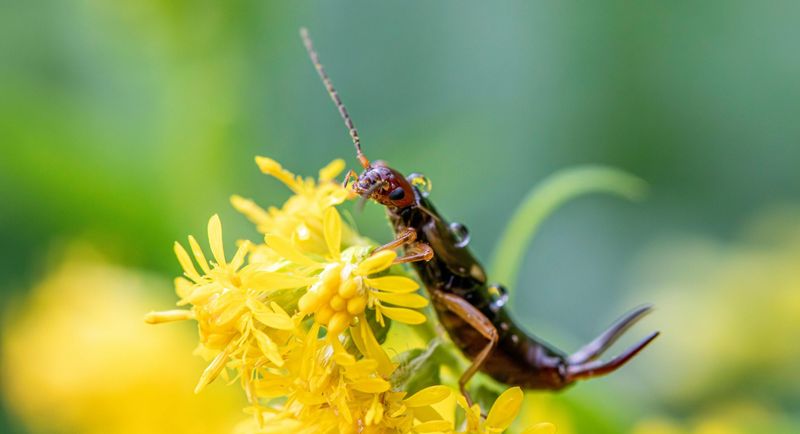 Cool, Damp Spring Weather Favors Them