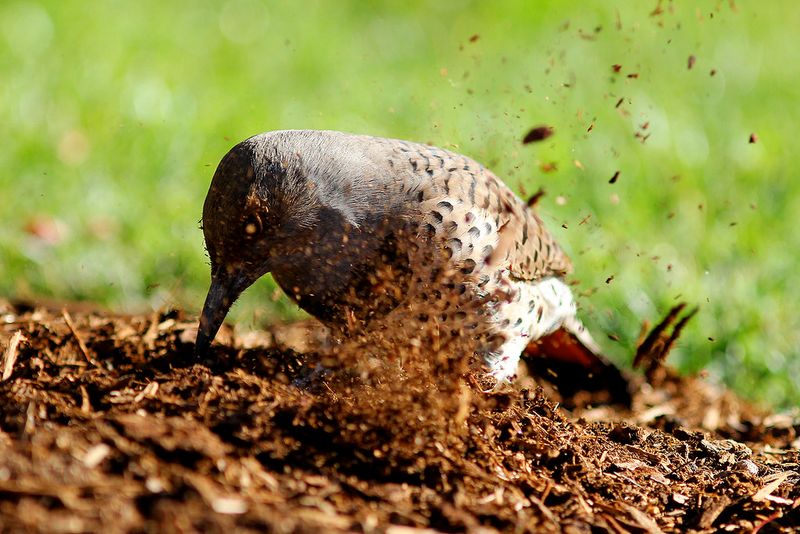 This Activity Often Benefits Your Garden
