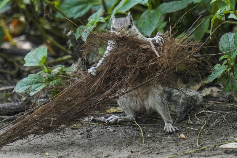 They May Be Creating Or Expanding Nest Areas