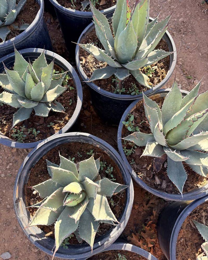 They Are Low-Maintenance