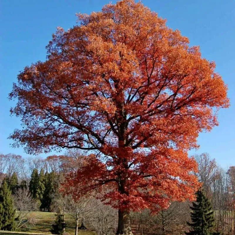 Native Plants Help Strengthen Local Ecosystems