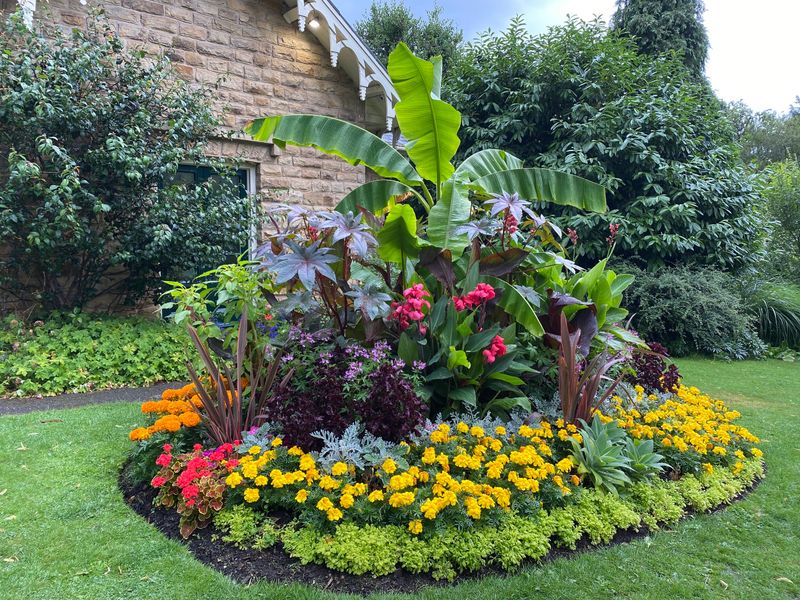 Large Leaves Provide Natural Shade And Texture