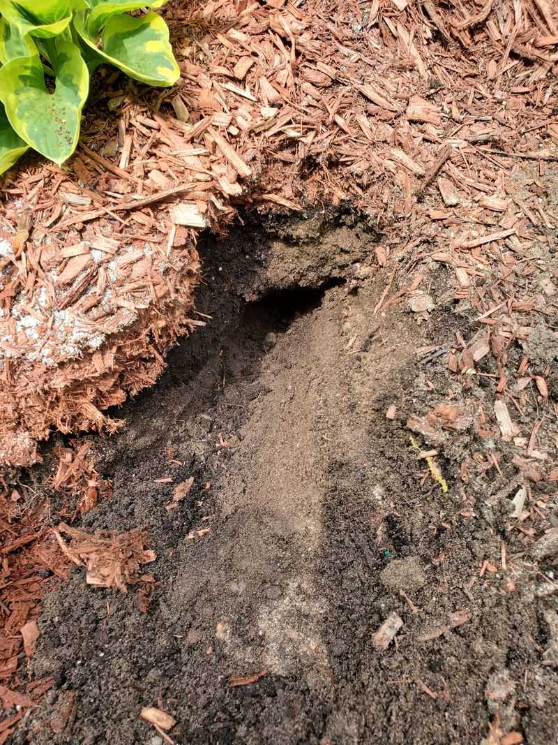 Early Prevention Helps Reduce Garden Damage