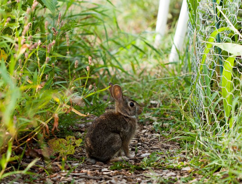 Damage To Fruit And Vegetable Crops