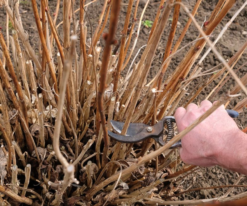Simple Pruning Keeps Plants Full And Healthy