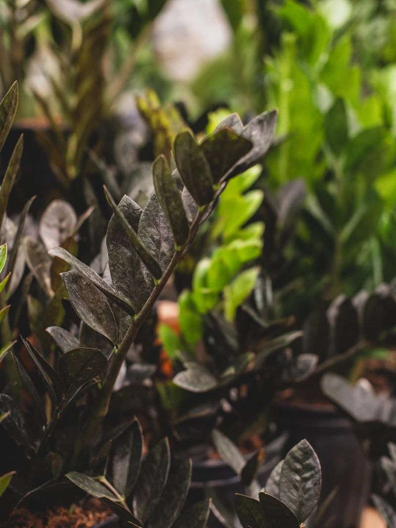 Glossy Dark Leaves Stay Healthy Even In Dim Corners