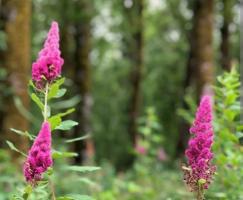 Douglas Spirea (Spiraea douglasii)