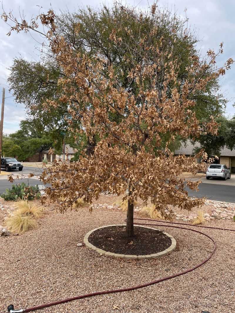 Poor Soil Drainage Suffocates Roots