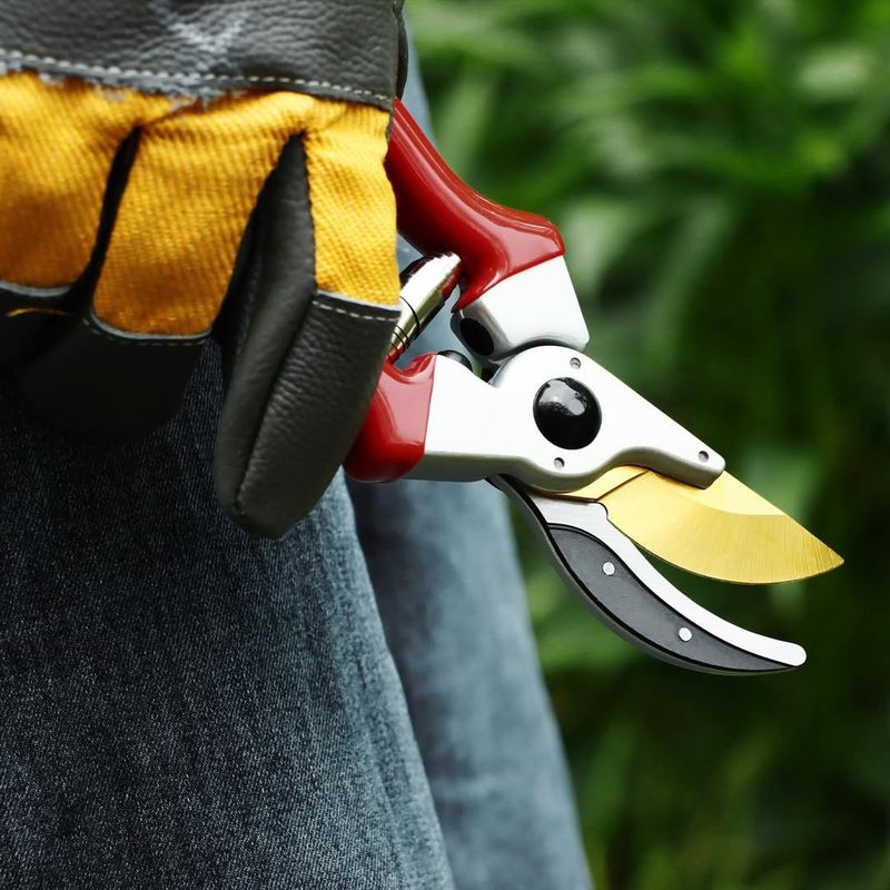 Use Clean, Sharp Pruners To Protect Healthy Growth