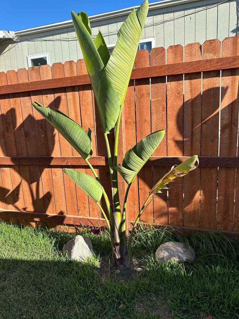 Leave Healthy Green Leaves In Place