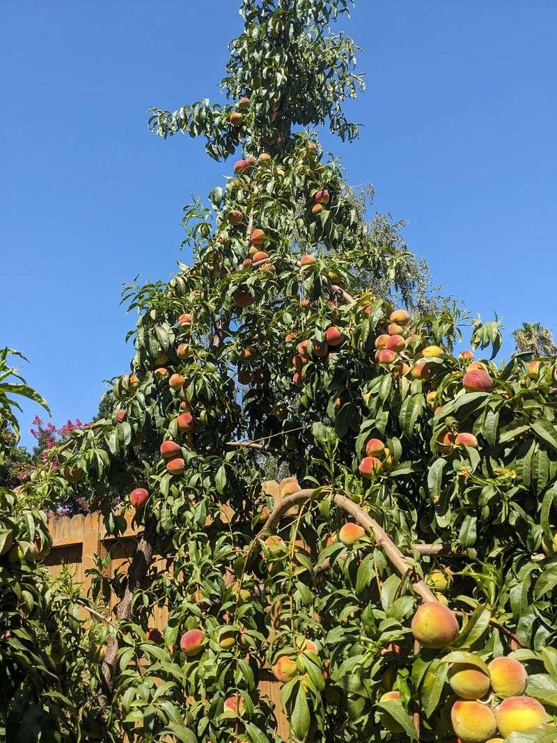 Reduce Branch Stress Before Growth Increases