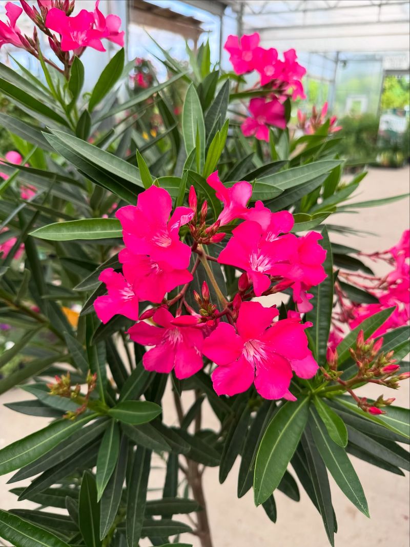 Shape The Shrub Gradually Instead Of Heavy Cutting