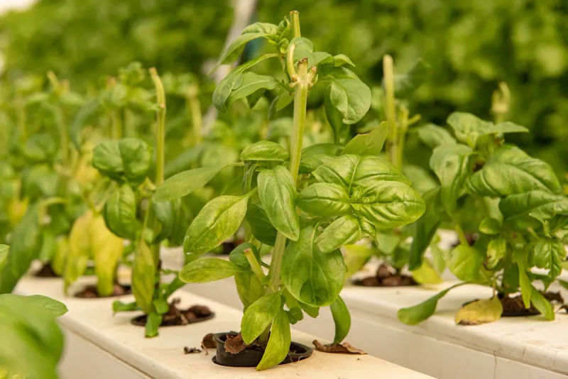 Harden Off Plants Before Transplanting