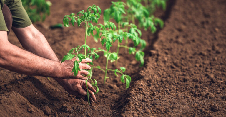 Things To Put In Tomato Hole Before Planting In Ohio
