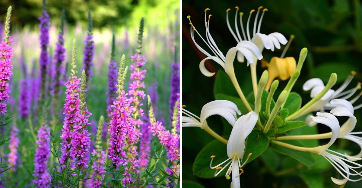 Purple Loosestrife And Japanese Honeysuckle