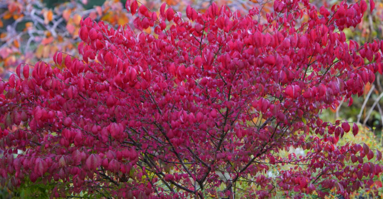 burning bush