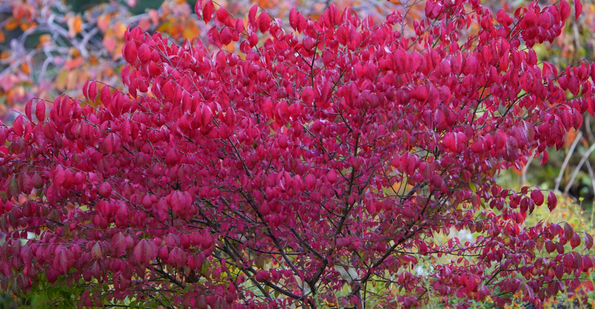burning bush