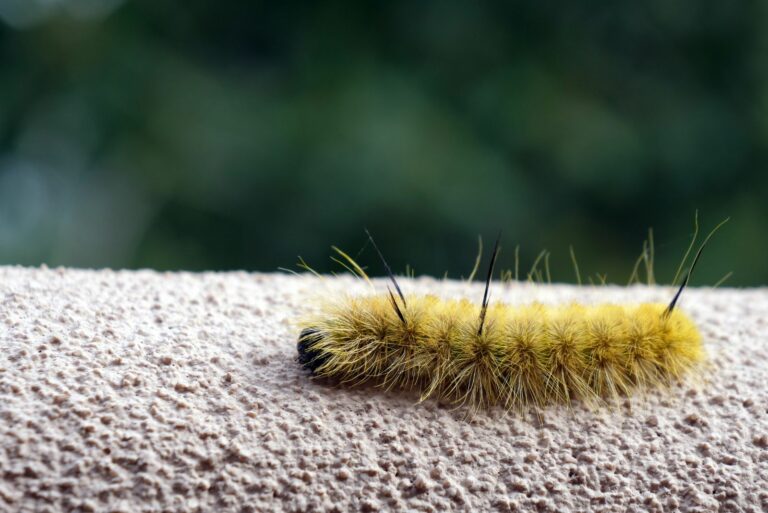 american dagger moth caterpillar