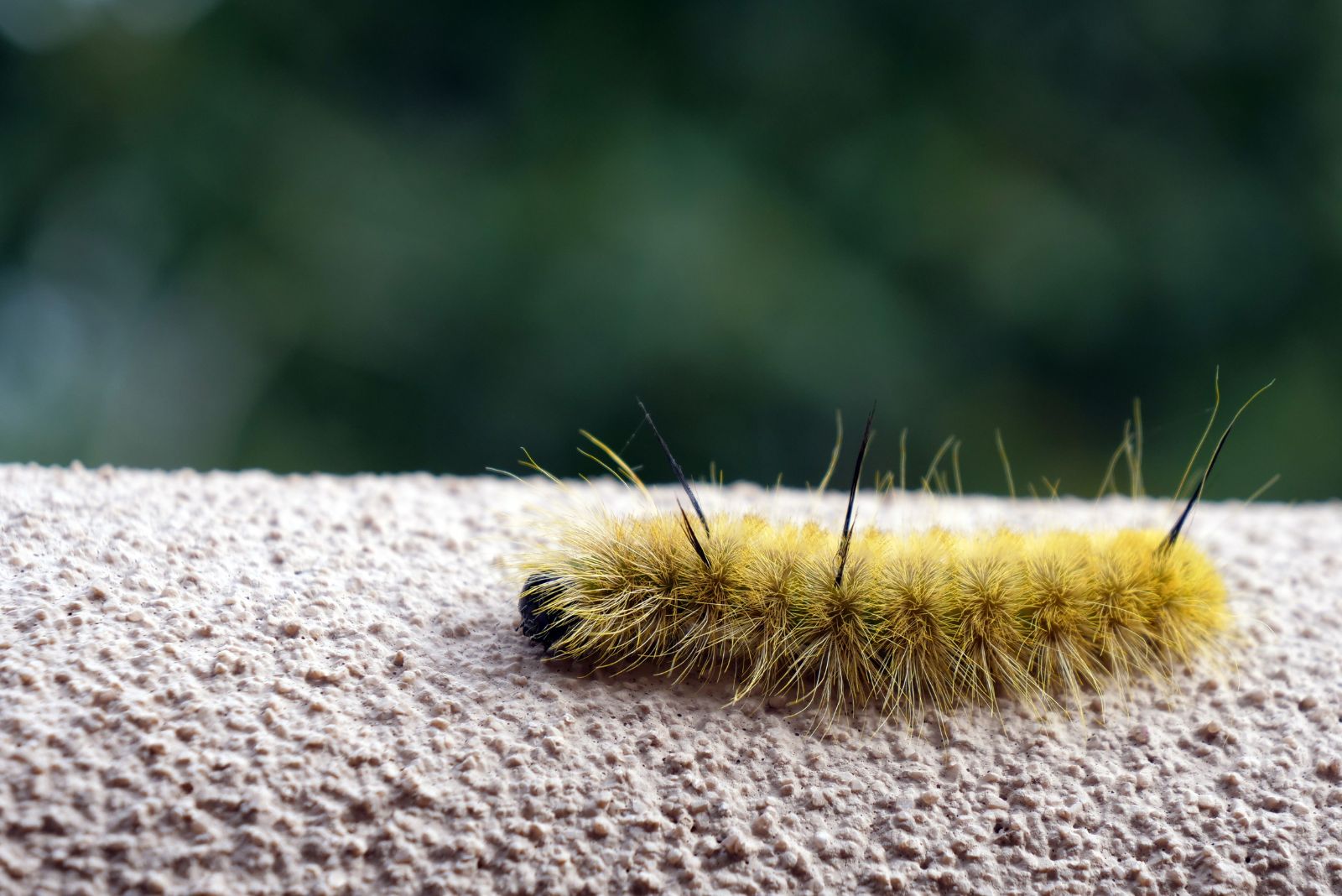 american dagger moth caterpillar