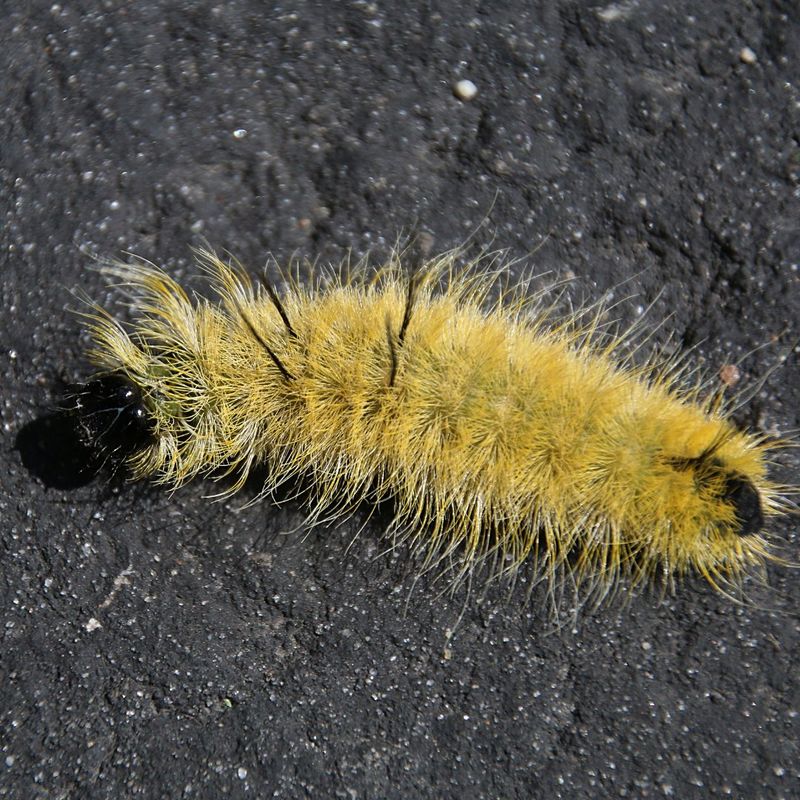 What Is The American Dagger Moth Caterpillar?