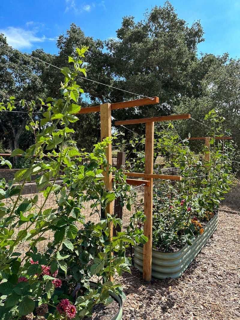 The Best Canes Deserve The Most Growing Space