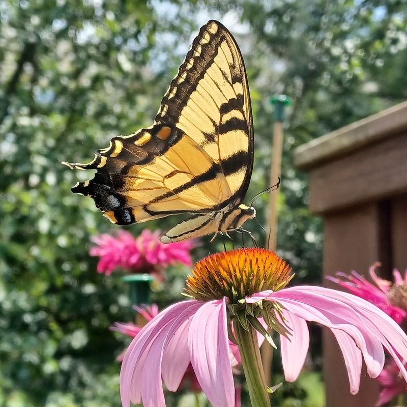 Purple Coneflower Becoming A Pennsylvania Garden Favorite
