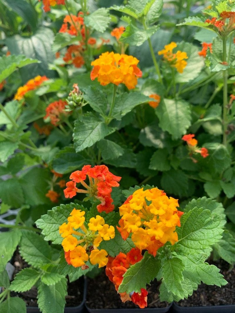 Texas Lantana Is A Texas Garden Favorite
