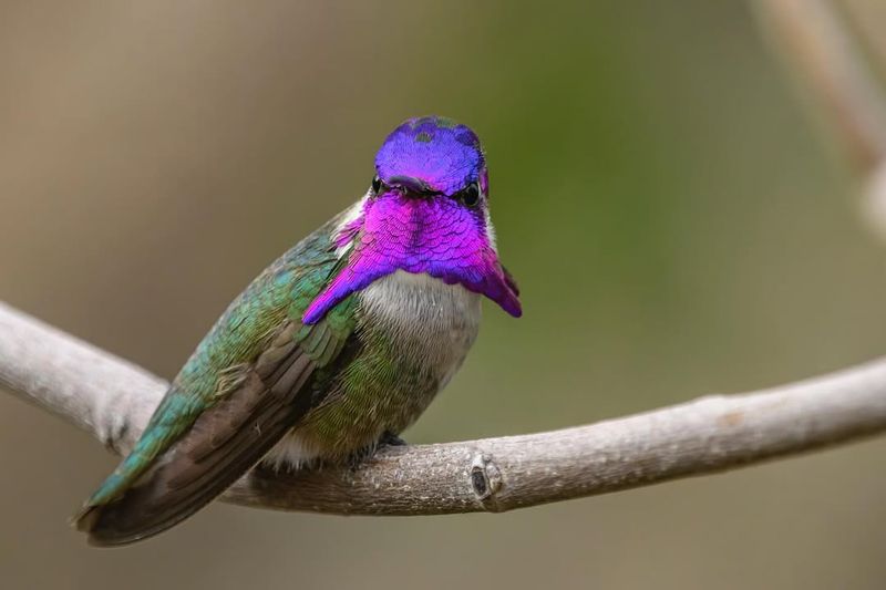 Costa's Hummingbird Starts Appearing More Often In Spring