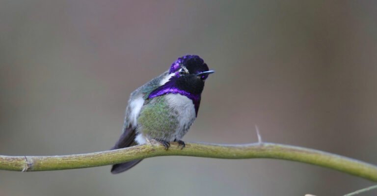 bird (featured image)