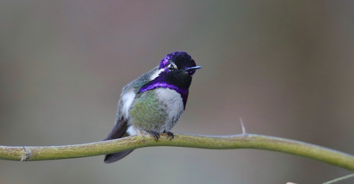 bird (featured image)