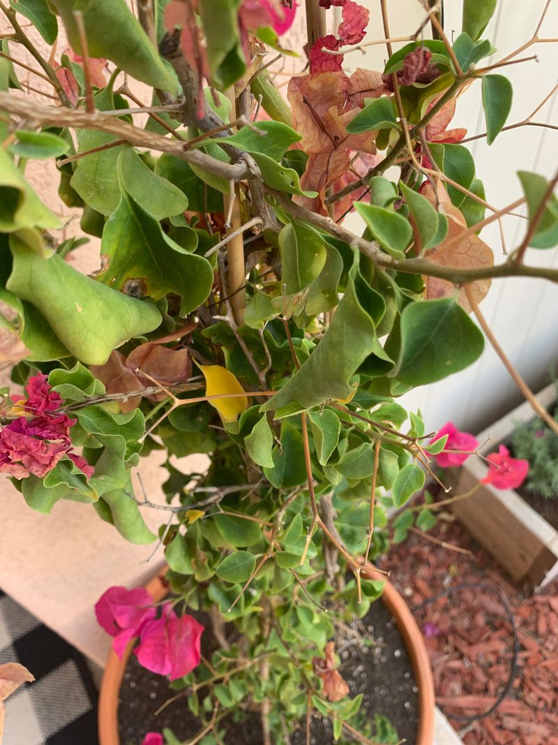 Why Overwatering Stops Bougainvillea Blooms