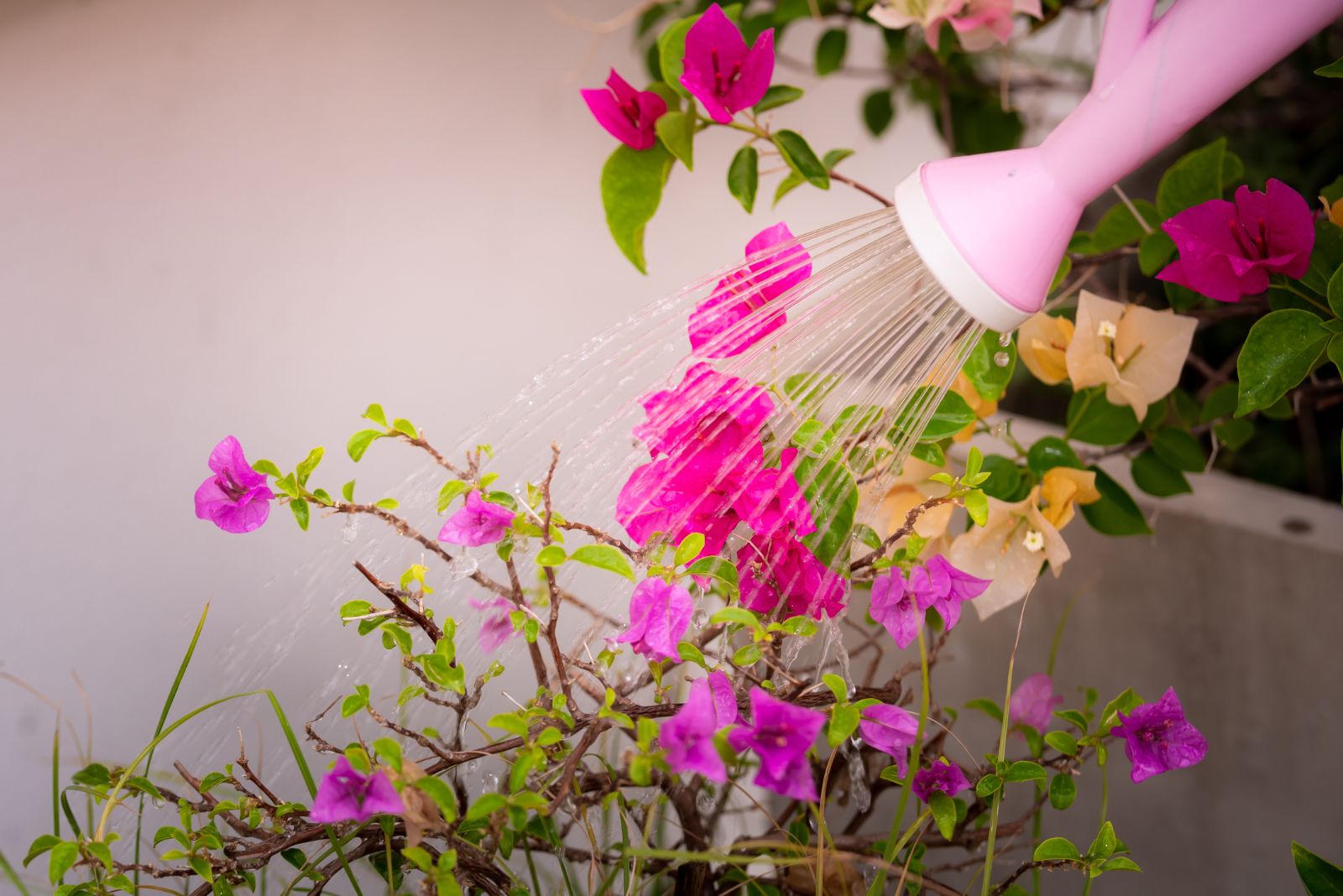 watering bougainvillea