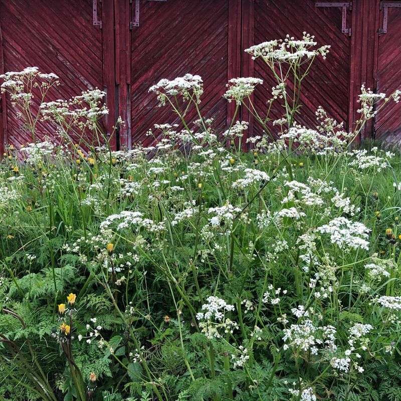 Meet Poison Hemlock The Dangerous Plant Spreading Across Ohio