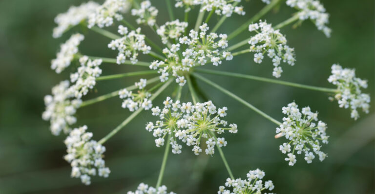poison hemlock