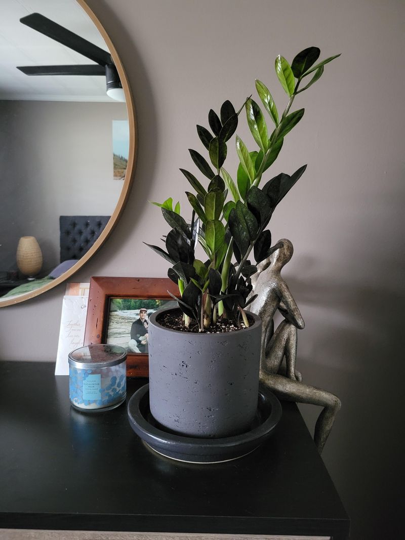 Ohio Homes Give ZZ Plants Plenty Of Places To Fit In