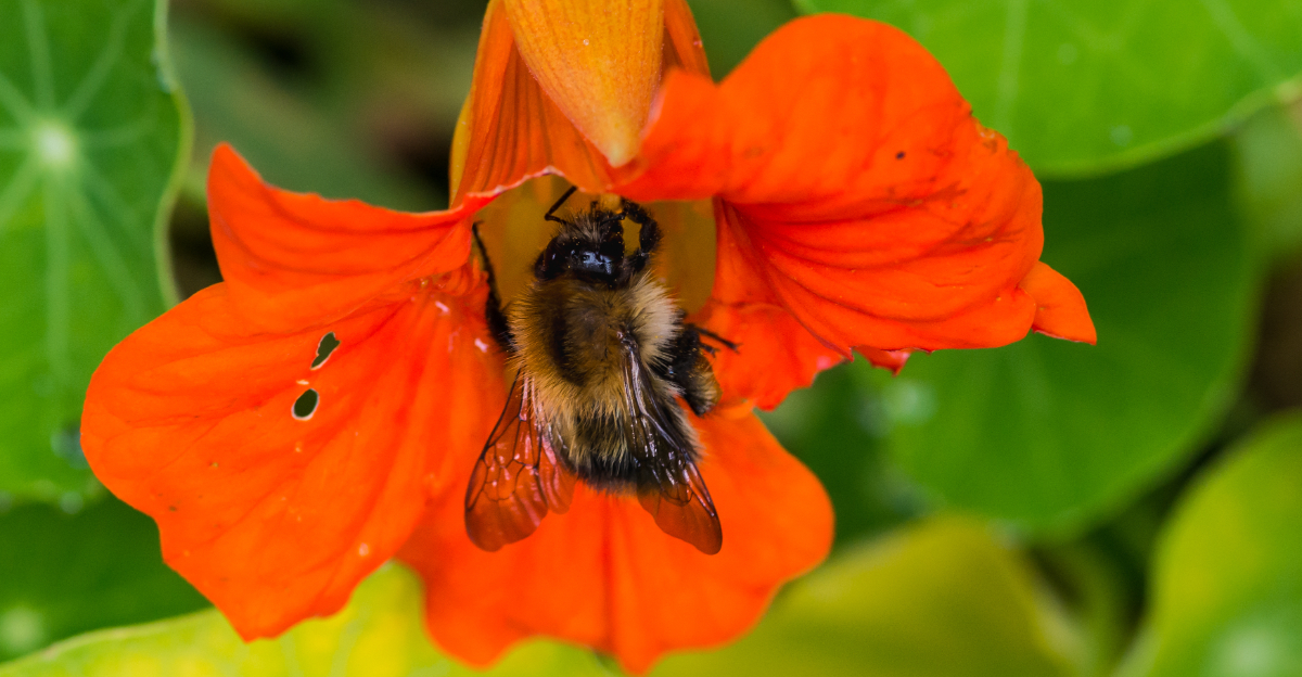 bee on nasturtium flower