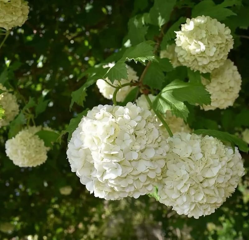 Snowball Viburnum Grows Well In Full Sun To Partial Shade